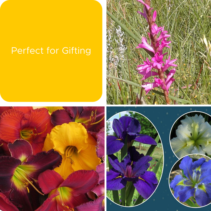 Perfect for Gifting - January Range