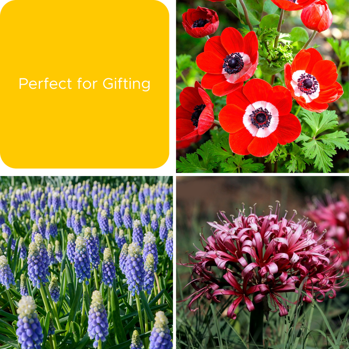 Perfect for Gifting