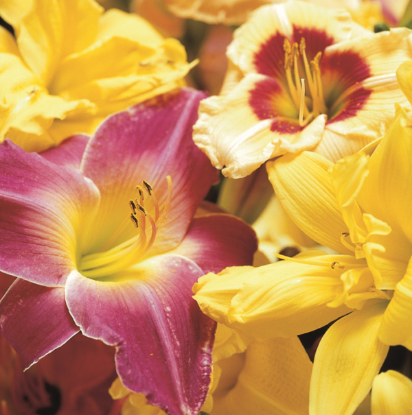 Hemerocallis Day Lilies Mixed - Mixed - 4 bulbs p-pack