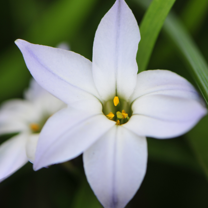 Ipheion (spring star flower) Value Pack - 200 bulbs p-pack