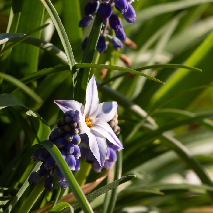 Ipheion (spring star flower) Value Pack - 200 bulbs p-pack