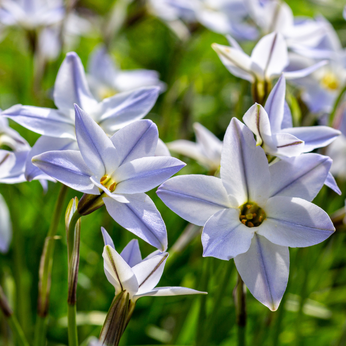 Ipheion (spring star flower)