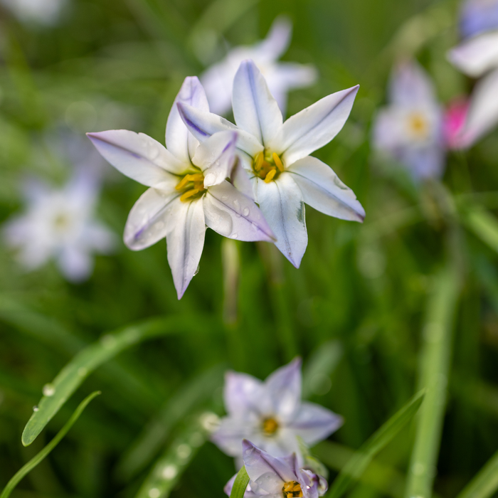 Ipheion (spring star flower) Value Pack - 200 bulbs p-pack
