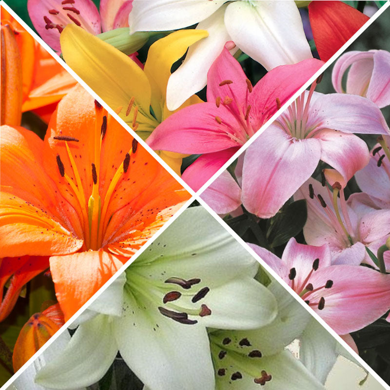 Lily IsoESuper Hedione Galaxolide その他 Lean into lilies — Hadeco.co.za