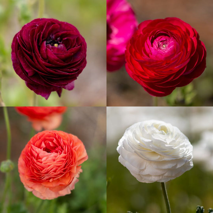 Little Falls Farm Open Day 9 May