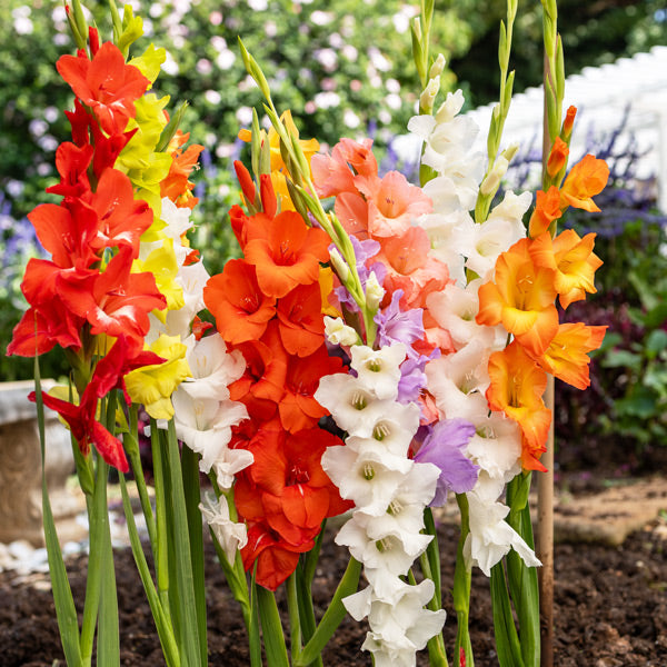 Gladioli - Mixed - 25 bulbs p-pack