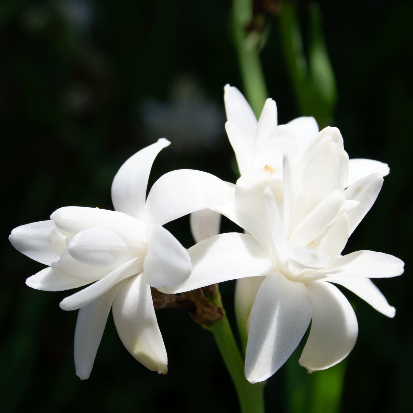 Polianthes