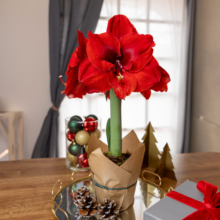Potted amaryllis - Red