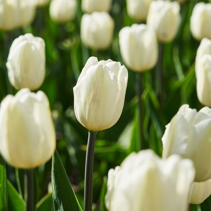 Tulips - Snowboard - 10 bulbs p-pack