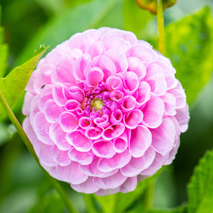 Dahlia Pompon - Stolze Von Berlin - 1 bulbs p-pack