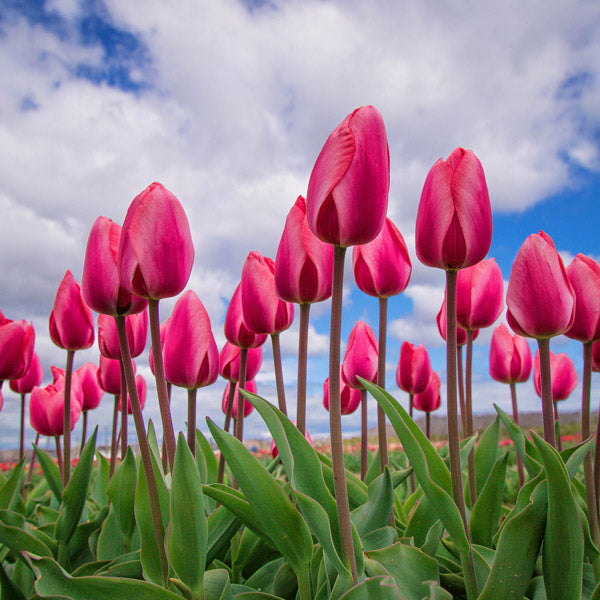 Tulips - Pink Adour - Double - 10 bulbs p-pack