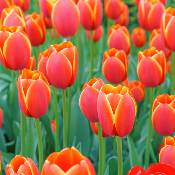 Cold-Treated Tulips - Esta Bonita  - 10 bulbs p-pack