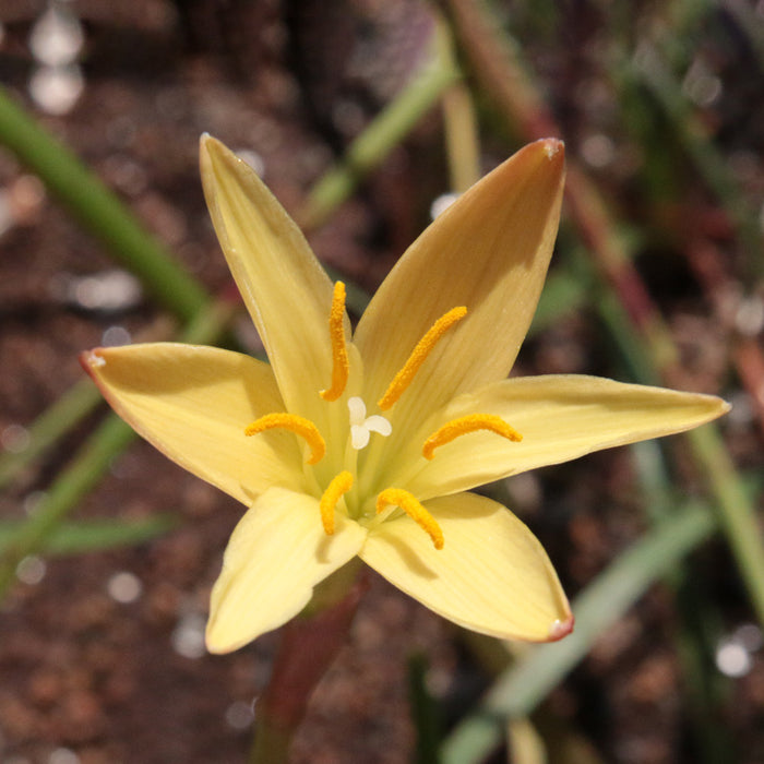 Zephyranthes - Yellow - 30 bulbs p-pack