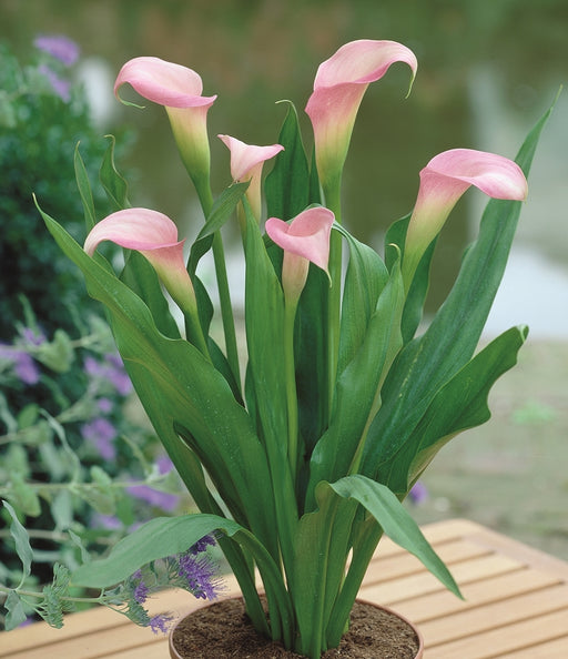 110642-Zantedeschia-rehmannii-crop.jpg