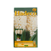 Hyacinths - White - 3 bulbs p/pack 2
