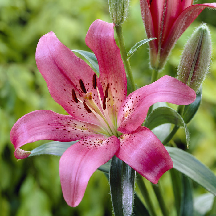 Lilium Asiatic Tango Lily Pink Brush, Lily Flower Information