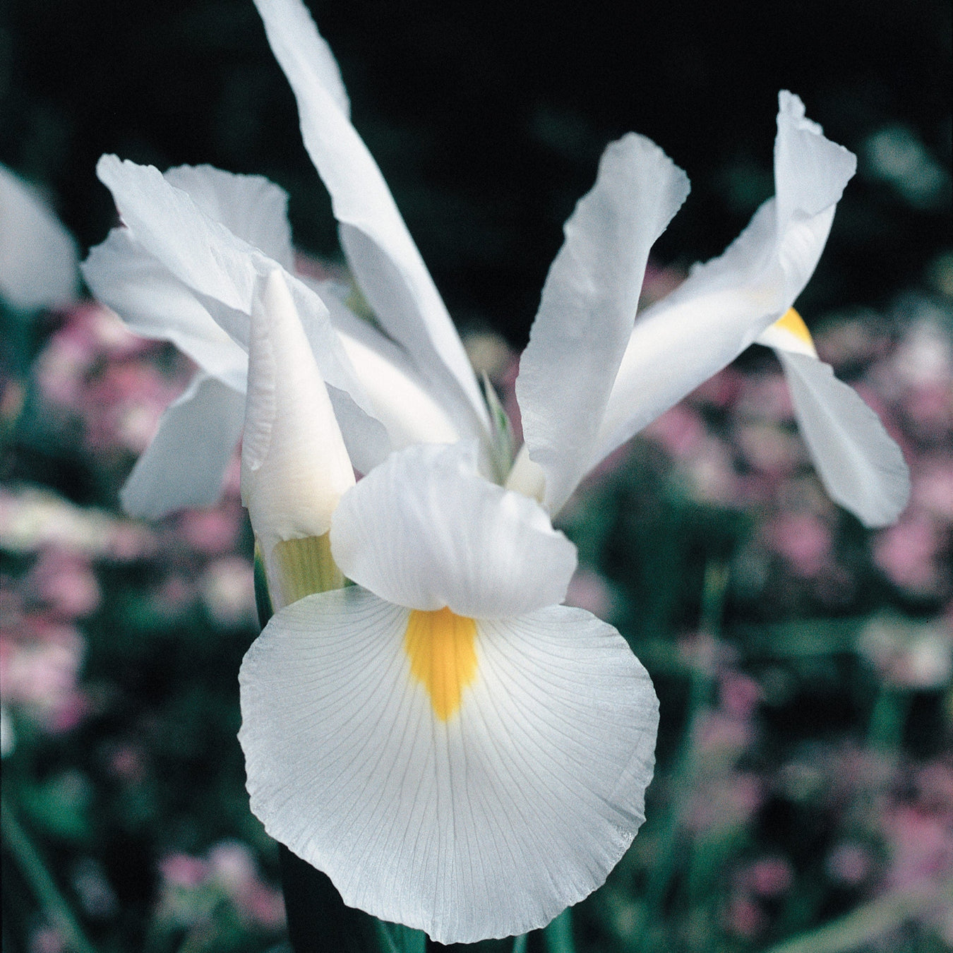 Dutch Iris