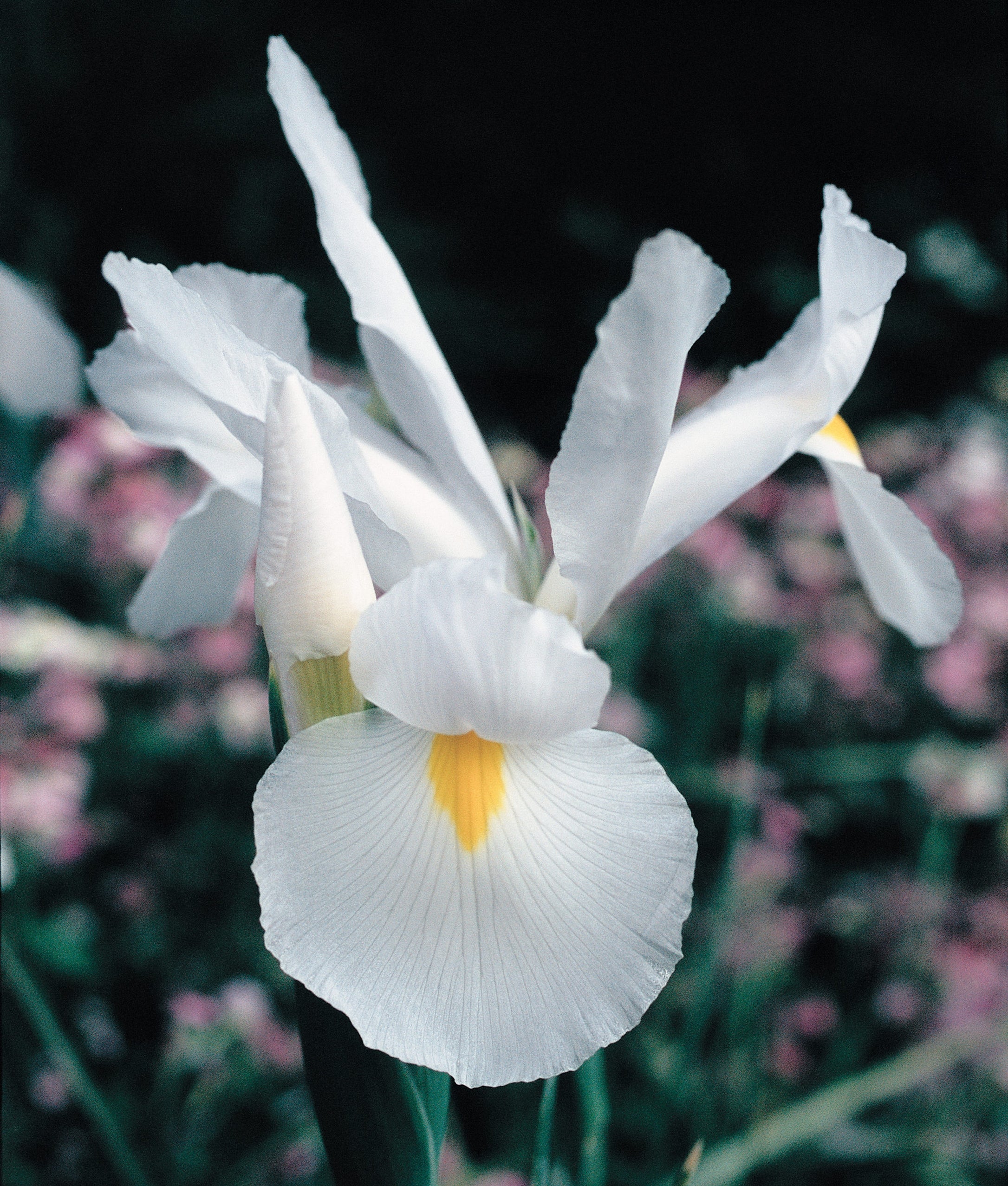 Dutch Iris - White - 25 bulbs p-pack — Hadeco.co.za