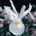 A4-dutch-iris-white-van-vliet-single_edit-scaled-1.jpg