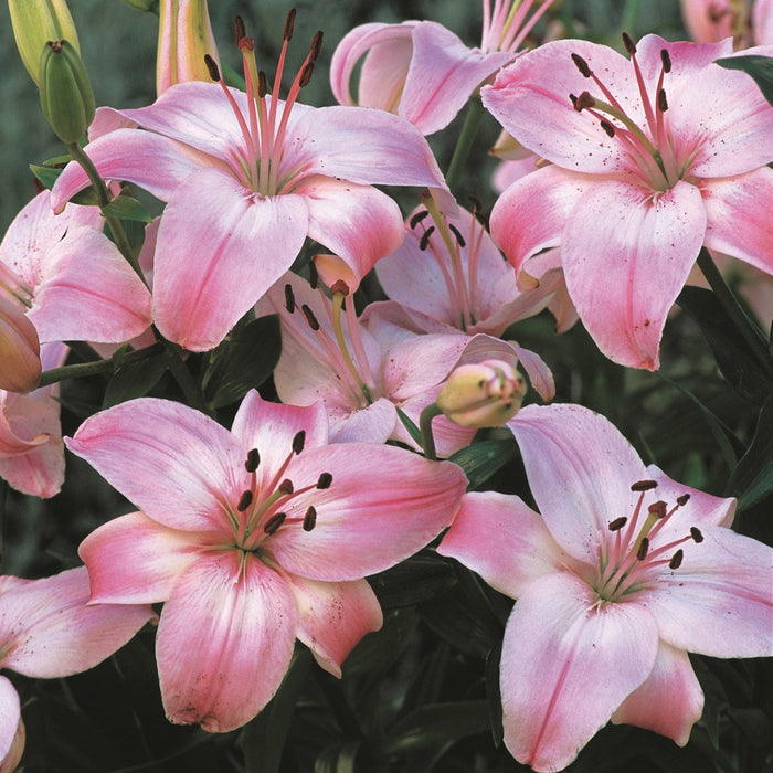 A4-lilium-asiatic-montreux-scaled-1.jpg