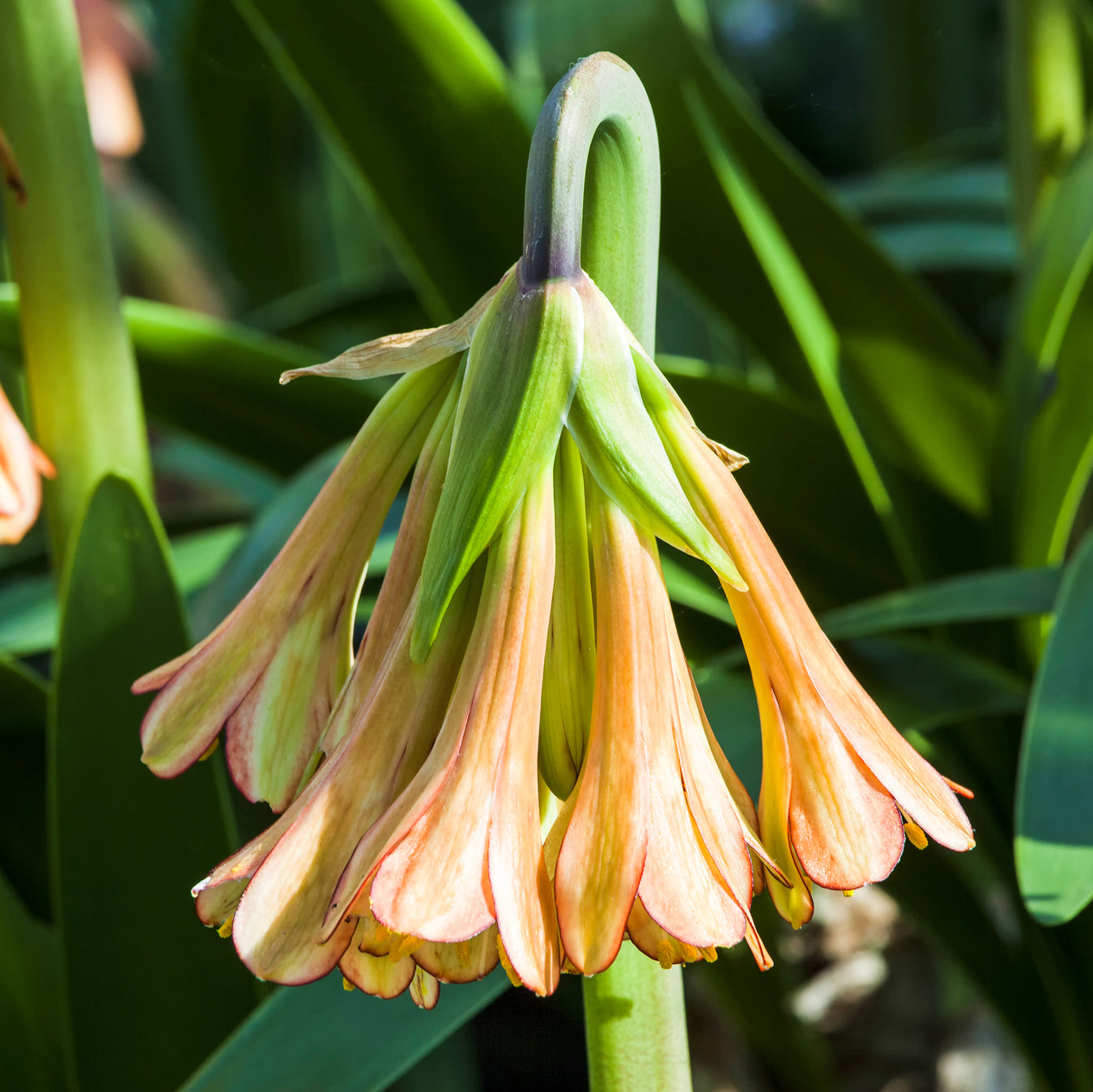 Cyrtanthus