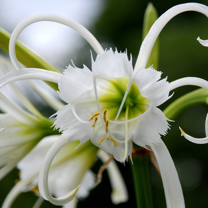 AdobeStock_3743383_hymenocallis-zwan.png