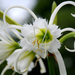 AdobeStock_3743383_hymenocallis-zwan.png