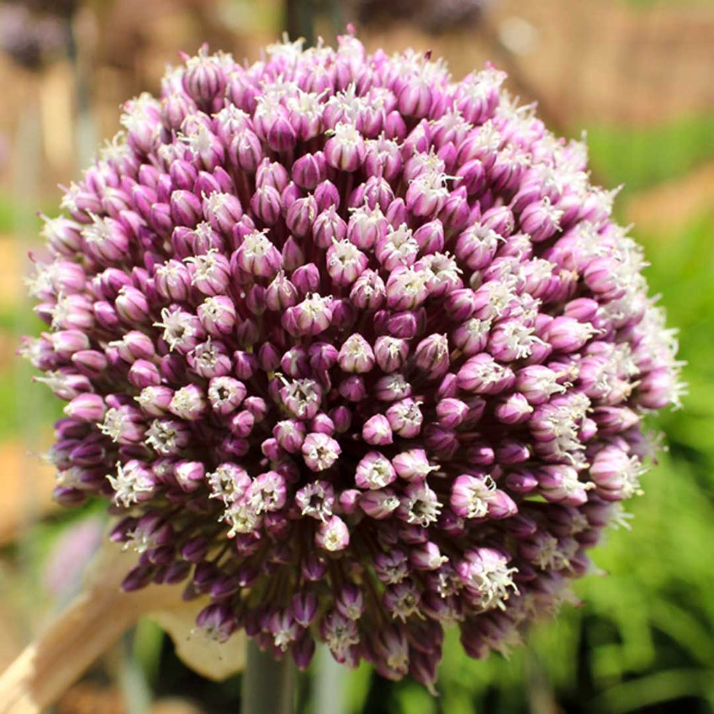 Allium - Purple - Large - 5 bulbs p-pack — Hadeco.co.za