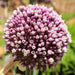 Allium-Purple
