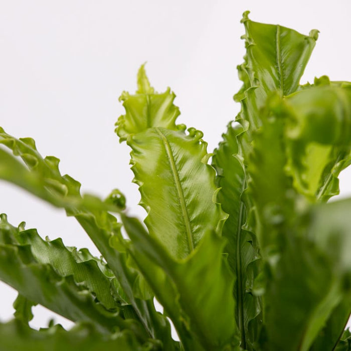 Asplenium-nidus-Crispy-Wave-close-up2