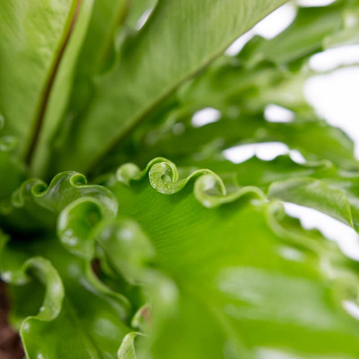 Asplenium-nidus-Crispy-Wave-close-up