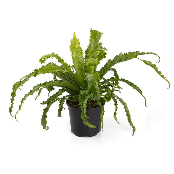 Asplenium-nidus-Crispy-Wave