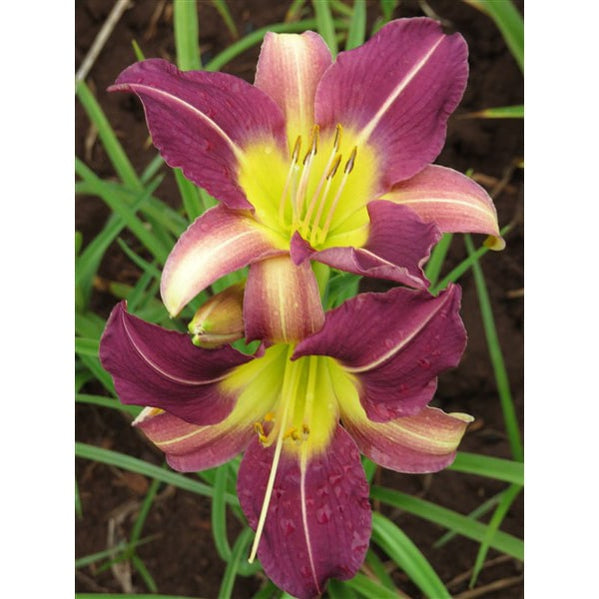 Summer Bulbs — Hadeco.co.za