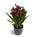 Callafornia-Red-pot-grijs-600x600