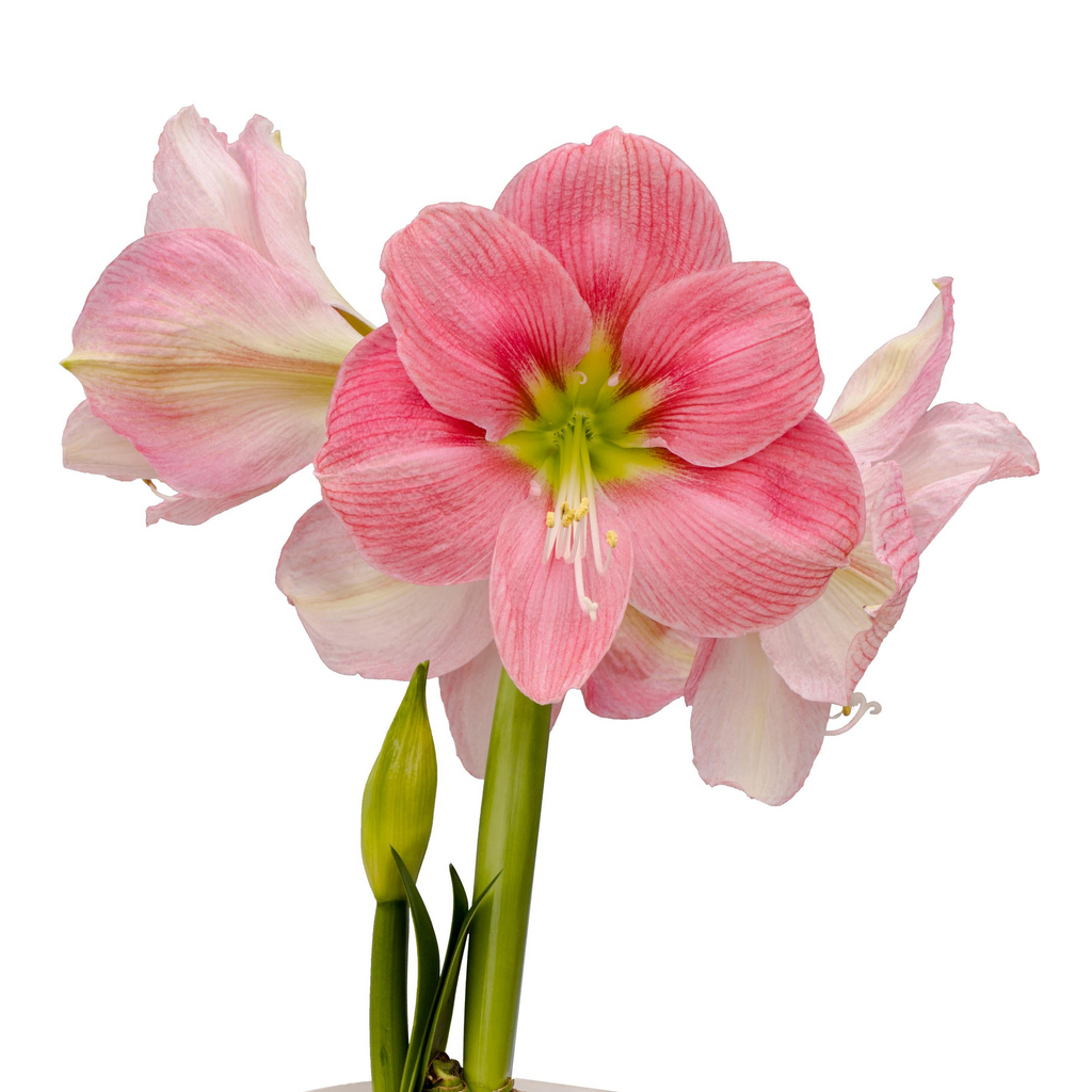Buy Hadeco Hippeastrum / amaryllis bulbs online — Hadeco.co.za