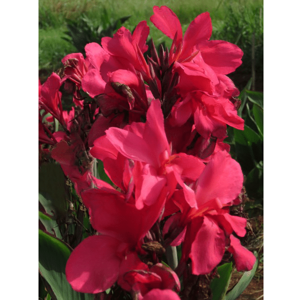 Canna Lily - Hot Pink - 2 bulbs p-pack —