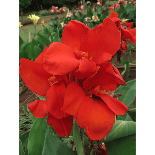 Canna---Red