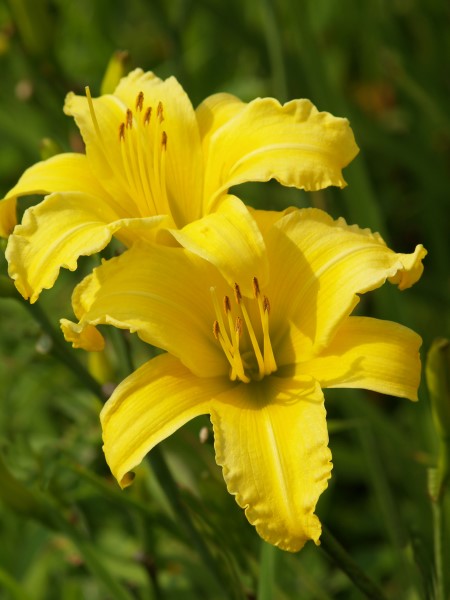 Category-1-Buttercup-4-per-packet.jpg