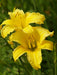 Category-1-Buttercup-4-per-packet.jpg