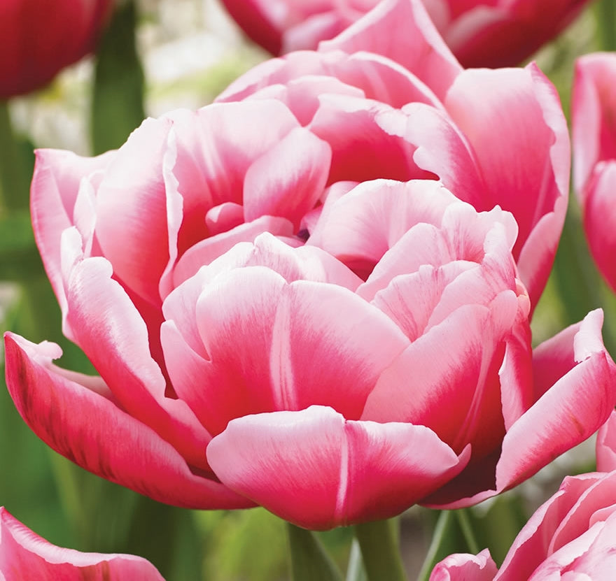 Pre-order Tulips for July