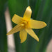 Cyrtanthus Breviflorus Evergreen