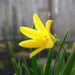 Cyrtanthus-breviflorus.jpg