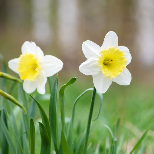 Daffodil-Finland