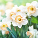 Daffodil-cosmopolitan