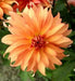 Dahlia Autumn Fairy 2