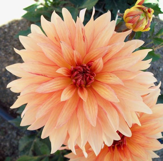 Dahlia Autumn Fairy