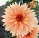 Dahlia Autumn Fairy