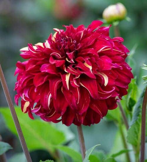 Dahlia Bohemian Spartacus 1