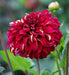 Dahlia Bohemian Spartacus 1