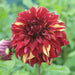 Dahlia Bohemian Spartacus 2